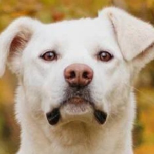 Найдена, пт 23.05.2021 (3 дня назад)