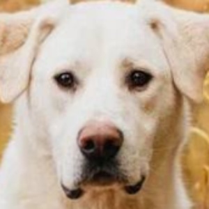 Найдена, пт 23.05.2021 (3 дня назад)