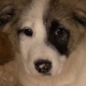 Найдена, пт 23.05.2021 (3 дня назад)