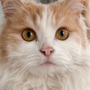 Найдена, пт 23.05.2021 (3 дня назад)