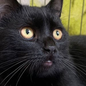 Найдена, пт 23.05.2021 (3 дня назад)