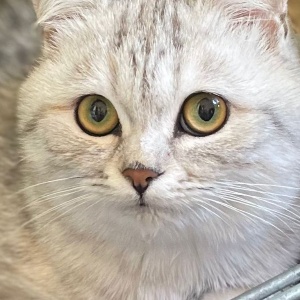 Найдена, пт 23.05.2021 (3 дня назад)