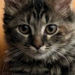 Найдена, пт 23.05.2021 (3 дня назад)