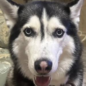 Найдена, пт 23.05.2021 (3 дня назад)