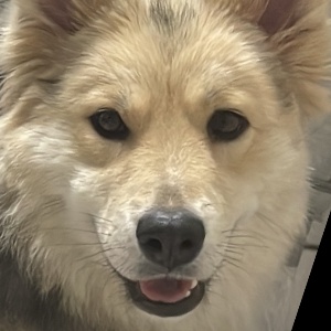 Найдена, пт 23.05.2021 (3 дня назад)