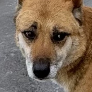 Найдена, пт 23.05.2021 (3 дня назад)